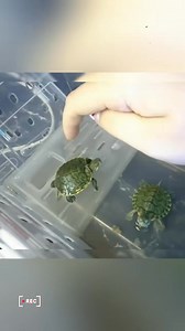 Cute baby red-eared turtle🐢🐢🥰🥰🥰#turtle #🐢 #turtles #pet #cute #reptil #turtle #turtles #pet #petfriendly | TurtleNest Diaries