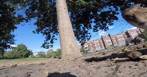 Squirrel Steals GoPro and Takes Viewers on an Intimate Journey Through the Trees