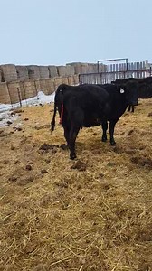 I have never regretted checking a cow out too early....But there are numerous times that I HAVE regretted waiting too long! Knowing when to assist a cow is something every person who has pregnant cows should know. Of course we have standard 'rules' that say if we haven't seen progress within an hour of the water bag or appearance of feet we need to assess the situation. But there are times where we don't know how long she's been calving, or where there are no obvious signs that she is calving. F