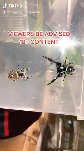 Green Panther Mating Habits Revealed