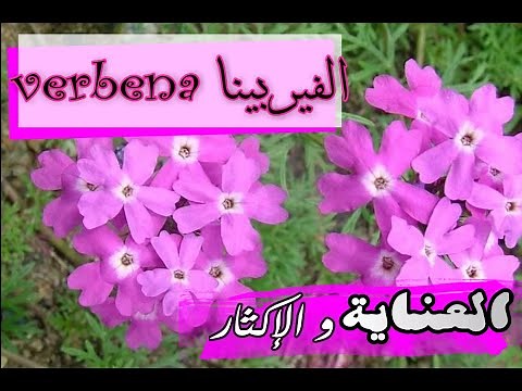 الفيربينا تكاثرها و العناية بها Verbena