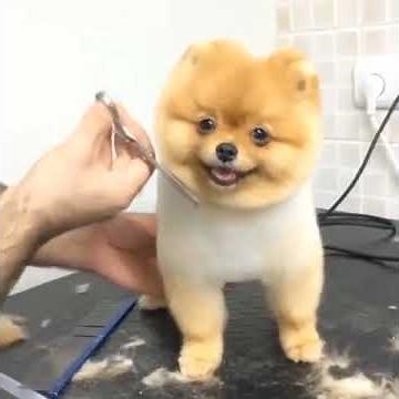 Pomeranian haircut