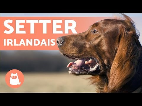 IRISH SETTER 🍀 Characteristics, Temperament and Health