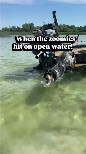 Banjo the Bluetick coonhound hits the water! #coonhound #wisconsinoutdoors #lake #seaark #gatortail