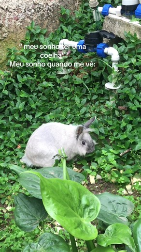 Understanding Rabbit Care for Beginners