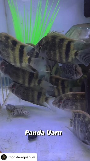 @monsteraquarium The panda uaru, also known as Uaru amphiacanthoides, is a stunning and sought-after species of cichlid native to the Amazon Basin in South America. It gets its name from its distinctive black and white markings, reminiscent of a panda bear. This fish is prized by aquarists for its striking appearance and peaceful demeanor, making it a popular choice for large freshwater aquariums. Panda uarus require spacious tanks with plenty of hiding spots and a varied diet consisting of qual