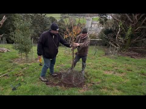 Replanting and re staking a blown over and out of the ground malus tree