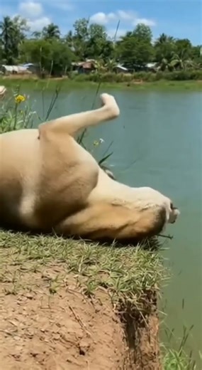 Dog Thinks He’s Tony Hawk… Until Reality Hits 😭😂