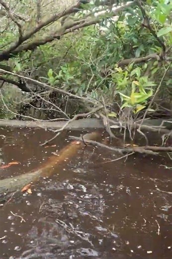 Lokasi Hunting Punai Rawa-rawa Kalimantan #buruan #hunting #hunter