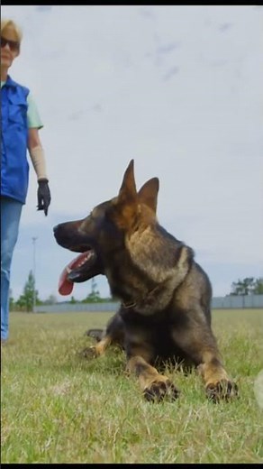How to Train Your German Shepherd Like a K9 Unit