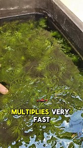 Hornwort: The BEST Floating Plant for Livebearers! Easy, Fast-Growing, and Fry-Friendly #aquaticplants #hornwort | Jovanie Tampus Delos Santos