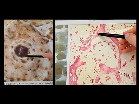 Bone Histology Review - Compact and Spongy Bone