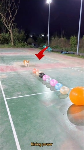The dog burst all the balloons for chocolate