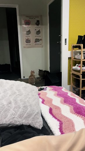 Kitty WWE #fyp #cat #catsoftiktok #orangecat #johncena