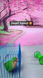 292K views · 3.3K reactions | Smart Parrot ❤️ #lovebirds #birds #cockatiel #birdslover #avicultura #parrots #aviarybirds #finchlovers | Forest Aviary | Facebook