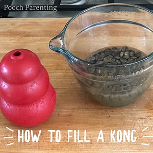 How to Fill a Kong for Dogs - Pooch Parenting