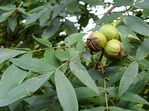 What To Do With Hickory Nuts? The Ultimate Guide Of Using Hickory Nuts - EatHappyProject