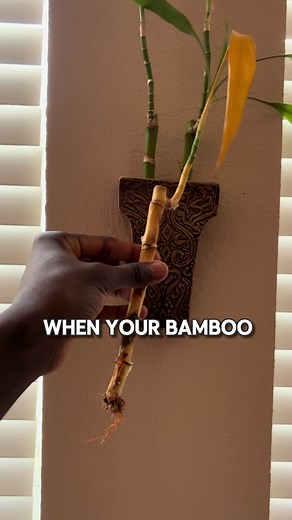 Care tips for lukcy bamboo ✨🎍 • • • • • • • #bamboo #bamboocare #planttips #liveplants #luckybamboo #plantsoftiktok #yellowbamboo #fengshui #plantsturningyellow #plantcare #PlantLife #