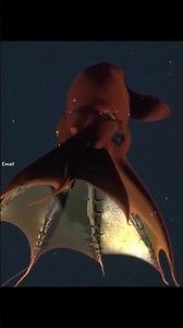 This Is Not an Octopus… Meet the Vampire Squid🧛