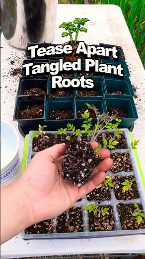 How To Gently Tease Apart Clustered Plants With Tangled Roots