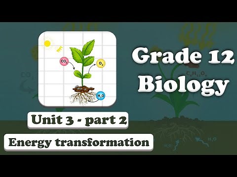 Grade 12 Biology Unit 3 Energy Transformation Part 2 Cellular Respiration | Mr. Ebisa Geleta
