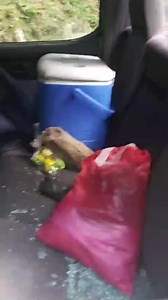 1.6K views · 13 reactions | Can't go no where and be at ease ... 郎郎 | Angry Trini | Facebook