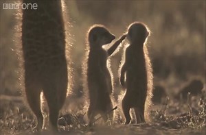 Magic meerkat moments.
