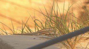 Male Lizard Mounting Female Biting Her Stock Footage Video (100% Royalty-free) 3992366425 | Shutterstock