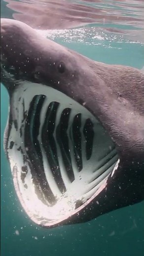 Basking Shark Eating plankton