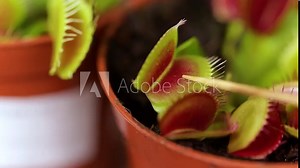 The closing trap mechanism of a Dionaea muscipula (Venus flytrap). When a prey contacts a hair, the trap prepares to close, snapping shut only if another contact occurs within twenty seconds.