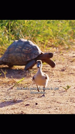 How can there be such an adorable little duck? #wildlife #animals #shorts