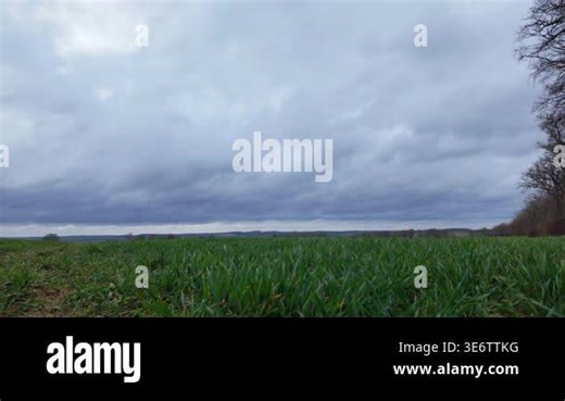 Green wheat field and cloudy sky background with distant horizon, open space concept, calm nature scene, copy space, springtime nature Stock Video Footage - Alamy