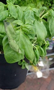 | Gardener report.com