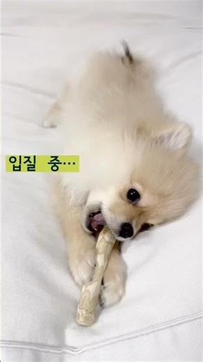 아기포메의 첫 우드스틱 #입질 #강아지입질 #강아지#아기강아지#포메라니안#pomeranian #cutedog