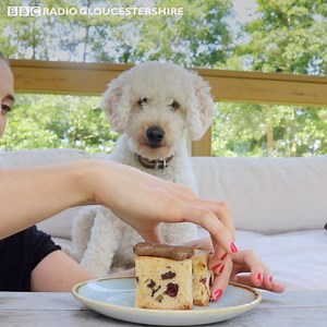 1.4M views · 474 reactions | Dog afternoon tea anyone? 壟 | BBC Gloucestershire | Facebook