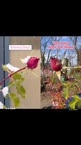 After the snow, the rosebud remains in its stem. #rosebud #gardening | Evangeline Castillo Oyao