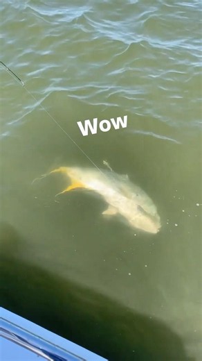 Feeding Frenzy of giant Jack caravelle fish on Hilton Head ! #giantfish #crazybite