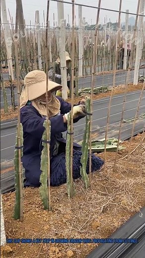 Dragon Fruit Cutting Propagation: Farm Gardening Tip