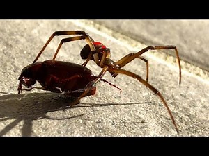 Small Redback Spider Catches Black Beetle EDUCATIONAL VIDEO