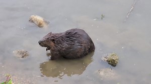 114K views · 2.7K reactions | AFTERMATH of the BEAVER FIGHT video....