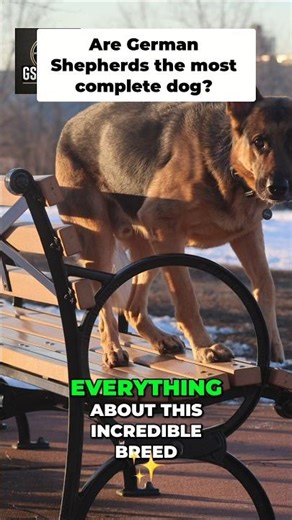German Shepherd: The MOST Complete Dog Breed?#GermanShepherd #WorkingDog #DogTraining #GSDLife