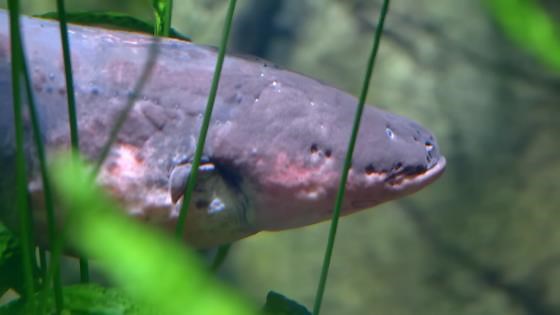 The Insane Biology Of A Electric Eel