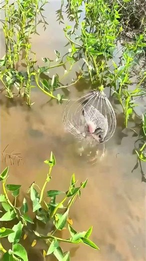 Small Invention with Big Use: Full Process of Net Trap Fishing