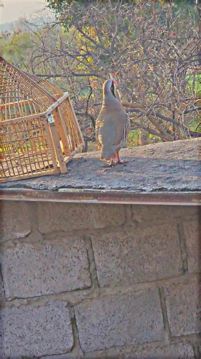 Chokor Partridge Calls and Sounds: A Nature Lover's Delight