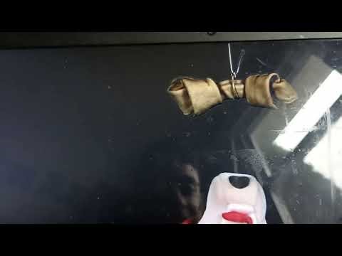 Baby Einstein Neighborhood Animals Animals In My Yard