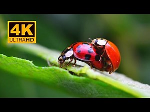 Lady Bug Mating Extreme Macro 4K Video || Coccinellidae || Red Bug Carrying Baby Bugs || 4K UHD