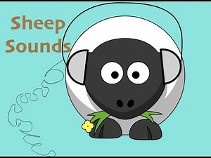 Sheep sound effect - fx