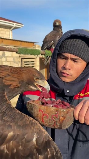 Savage Eagle Devours Its Meal Like a King 🦅🔥 Nature’s Ultimate Predator, 야생 독수리의 강력한 식사 순간