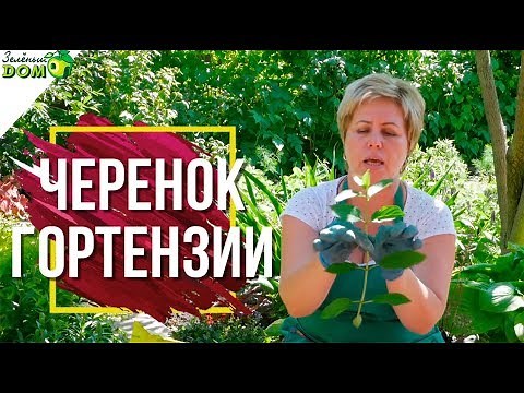 Правильное Черенкование Гортензии 🌺 Размножение Гортензии 🌸 Советы От Garden zoo