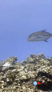 Fast, sleek, and built for the hunt — the trevally cruises the reef like a silver missile 🐟⚡ Always on the move, always impressive. #trevally #fish #marinelife #seacreatures #underwaterworld | Red Sea Diving